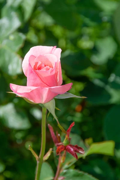 Bloemen Een Prachtige Roos Bloeide Tuin Stockfoto