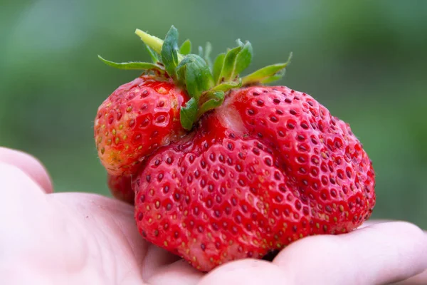 Large Variety Ripe Juicy Strawberries — Stock Photo, Image