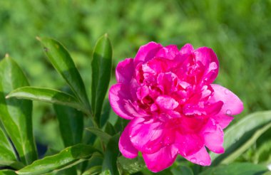 Çiçekler. Bahçede güzel bir şakayık çiçeği açtı.. 