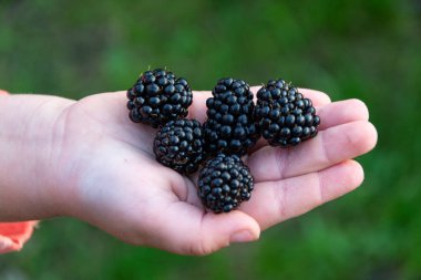 Büyük, olgun, lezzetli böğürtlenler bir çocuğun avucunun içinde..