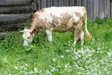 Sıcak bir yaz gününde bir inek çayırda otlar..  