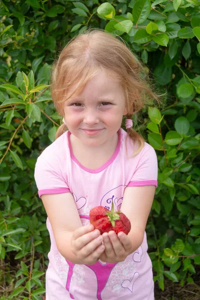 Das Mädchen Hält Eine Reife Saftig Rote Duftende Erdbeere Ihren — Stockfoto