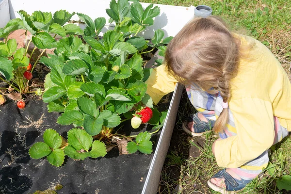 Dacha Verzamelt Het Meisje Rijpe Aardbeien Uit Tuin Stockafbeelding