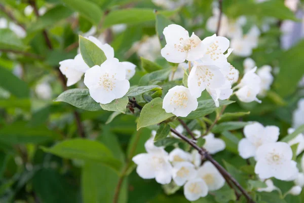 Een Prachtige Witte Jasmijn Bloeide Tuin — Stockfoto