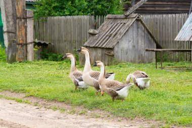 Köyde, kazlar sıcak ve güneşli bir yaz gününde sokakta yürürler.. 