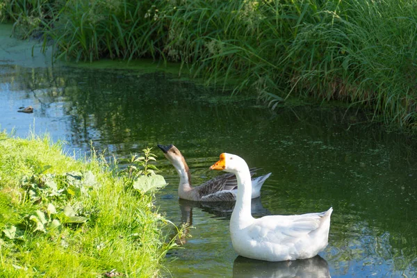 村では 夏の暑い日にガチョウやオオカミが広い小川を泳いでいます — ストック写真