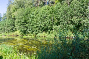 Kutsal anahtar. Okovetsky kutsal baharı. Okovtsy, Selizharovsky bölgesi, Tver bölgesi, Rusya. 