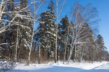 Güzel kış manzarası. Kış ormanı. Arka plan. Yumuşak beyaz kar altında kış ormanı.