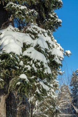 Güzel kış manzarası. Kış ormanı. Arka plan. Yumuşak beyaz kar altında kış ormanı.