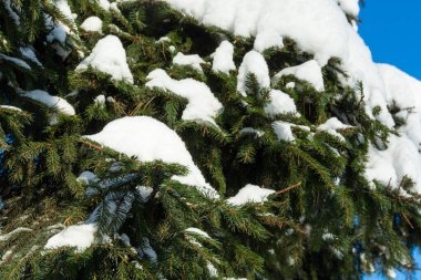 Güzel kış manzarası. Kış ormanı. Arka plan. Yumuşak beyaz kar altında kış ormanı.