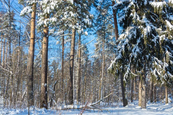 Güzel kış manzarası. Kış ormanı. Arka plan. Yumuşak beyaz kar altında kış ormanı.