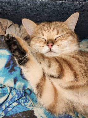 Güzel bir İngiliz evcil kedisi kanepede uyuyor.. 