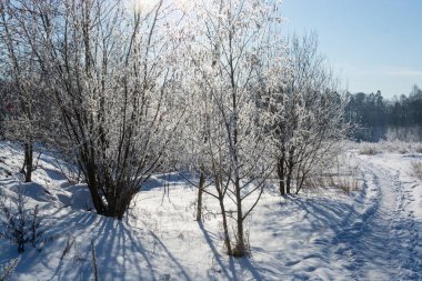 Kış güneşli, güneşli sabah ağacı dalları buzla kaplıdır.. 