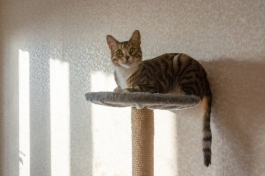 Güzel bakımlı bir evcil kedi..