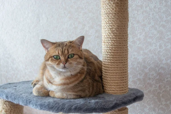 Hermoso Gato Doméstico Raza Británica Está Acostado Una Tumbona —  Fotos de Stock
