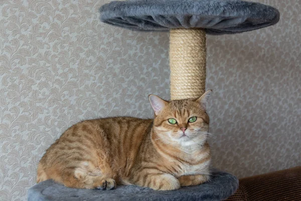 Красивая Домашняя Кошка Британской Породы Лежит Шезлонге — стоковое фото