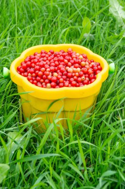 Çocuklar için plastik bir kovada olgun, büyük, lezzetli kırmızı frenk üzümü..