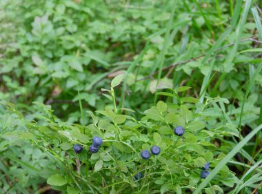 Ormanda, yabanmersinleri küçük çalılıklarda yetişir. Ormanda yabanmersini. Çalının üstünde yabanmersini.