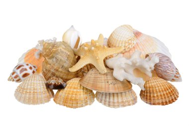 Deniz kabukları beyaz üzerine izole edilmiş