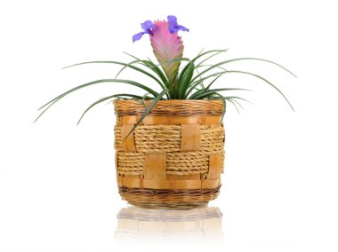 Bitki tencerede mavimsi tillandsia