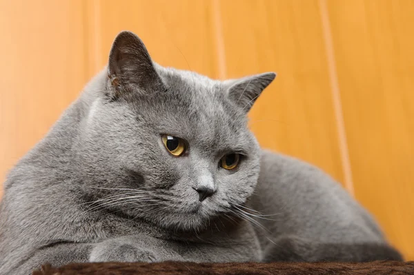 Gato britânico — Fotografia de Stock