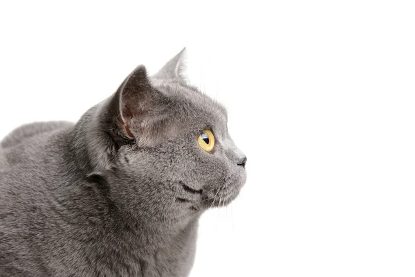 Британская кошка — стоковое фото
