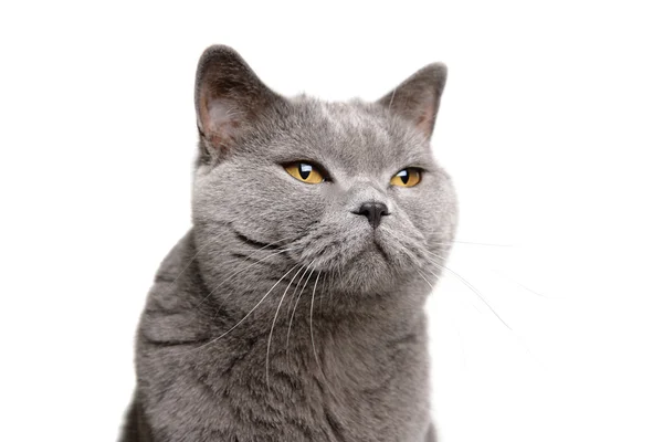 แมวอังกฤษ — ภาพถ่ายสต็อก