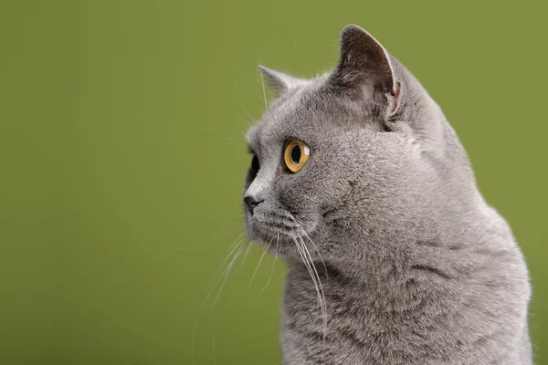 Gato britânico — Fotografia de Stock