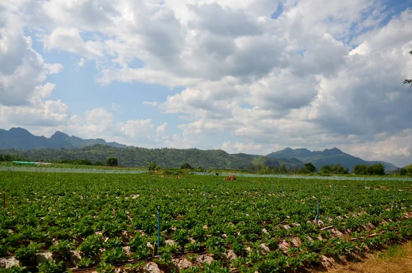 Strawberry Berry Farm and mountain background — Stock Photo, Image