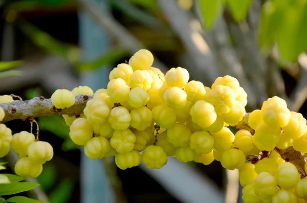 Fruta de groselha espinhosa — Fotografia de Stock