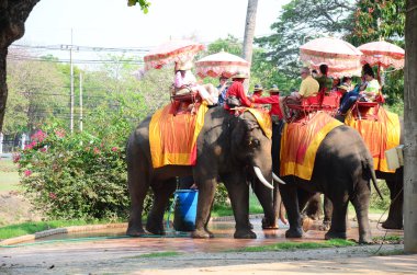 Ayutthaya Antik şehir etrafında tur için fil sürme Gezgin