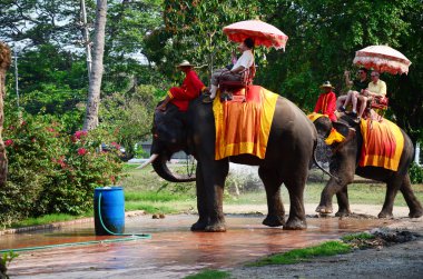 Ayutthaya Antik şehir etrafında tur için fil sürme Gezgin