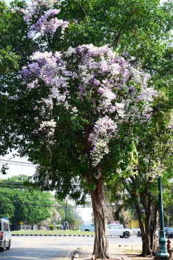 Lagerstroemia floribunda, olarak da bilinen Tay Mersin ve ke krep