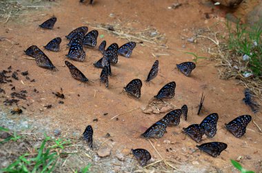 Tuz yemek kelebek yere yalıyor