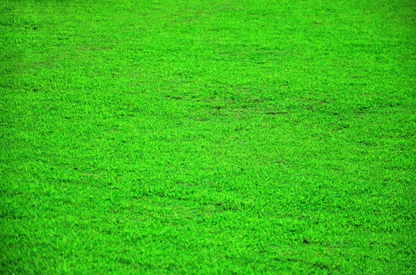 Grass and leaf background — Stock Photo, Image