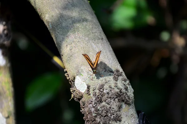Motýl na stromě — Stock fotografie