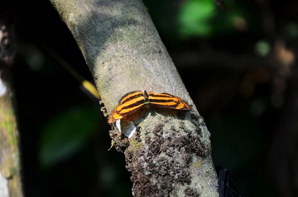 Butterfly on tree — Stock Photo, Image