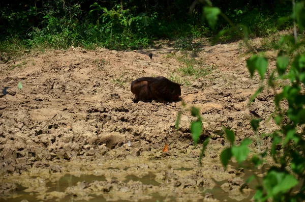 Monkey stubbe-tailed makak eller Bear makak äta Salt slickar — Stockfoto