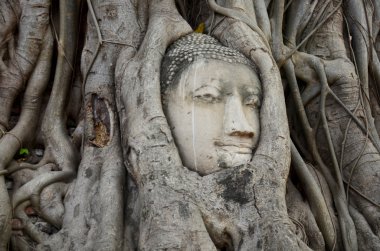 Buda'nın taş kafasından Wat Mahathat ağacının kök