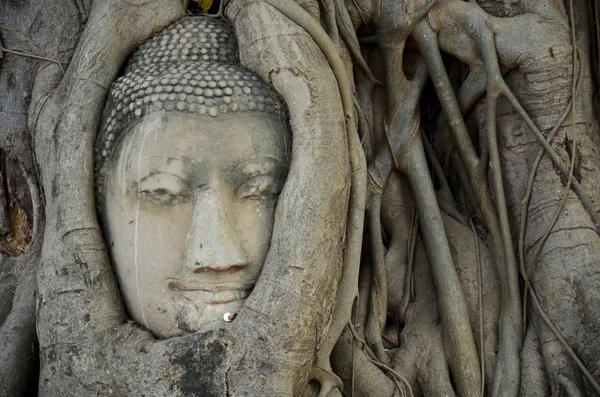 Cabeça de pedra de buddha na árvore raiz de Wat Mahathat — Fotografia de Stock