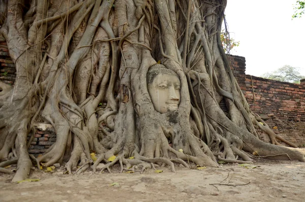 Stone head of buddha in root tree of Wat Mahathat — Stock Photo, Image