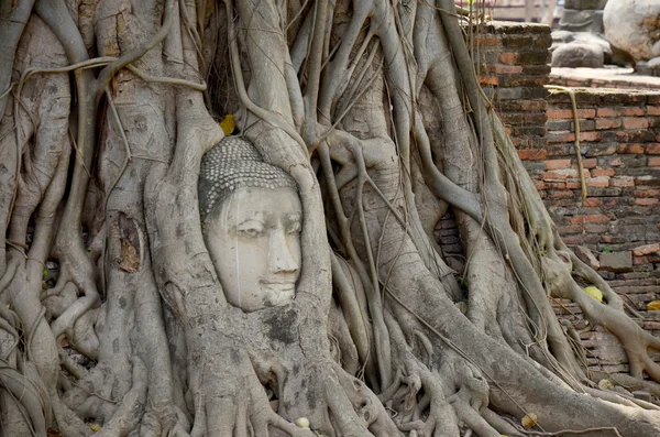 Steinkopf des Buddha im Wurzelbaum von wat mahathat — Stockfoto