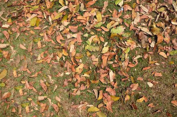 Gras und Blatt Hintergrund — Stockfoto