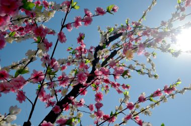Sakura çiçek Güneş aydınlatma ile