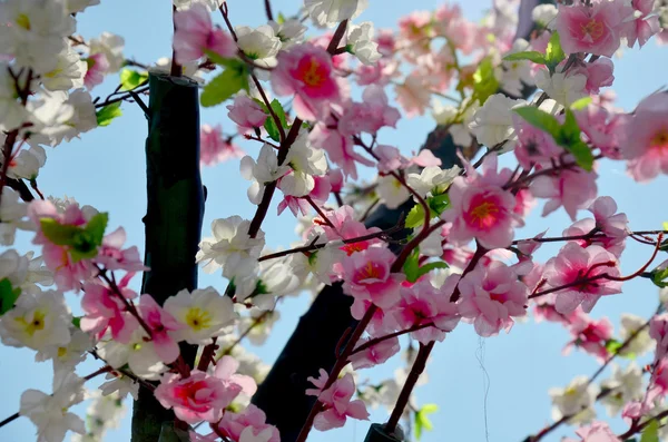 Sakura fleur avec éclairage du soleil — Photo