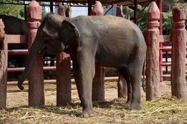 Tayland filler yemek yeme