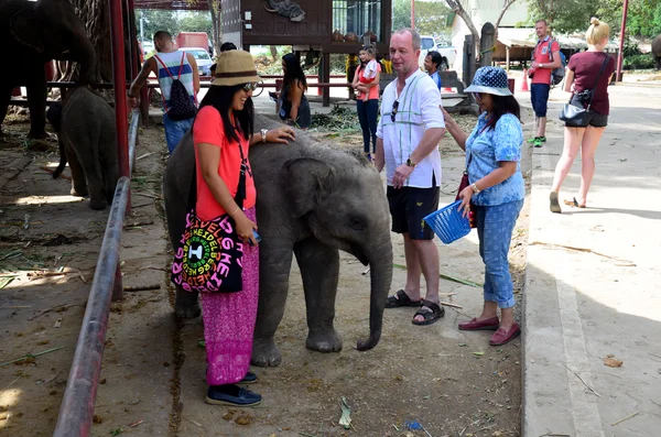 Les gens voyagent et donnent de la nourriture à l'éléphant — Photo