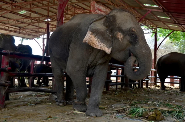 食べ物を食べるタイの象 — ストック写真