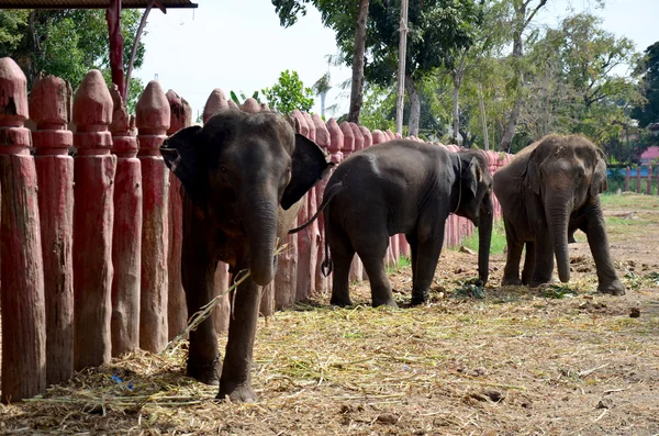 Тайские слоны едят пищу — стоковое фото