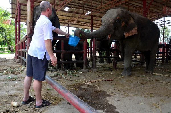 Mensen reizen en geven voedsel op olifant — Stockfoto